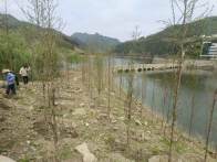 官渡镇：万棵枫杨扮靓消落带