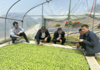 官渡镇：不负好时光 烟叶移栽忙