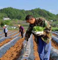 擂鼓镇：抢墒大田移栽“黄金叶”