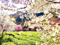 竹坪乡：生态茶乡既有美景更有“钱景”