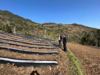 官渡镇：雨过天晴熵正好  开沟施肥烟农忙