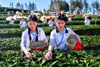 我县产教整合培养茶产业新质生产力