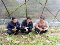 楼台乡：小小羊肚菌 种出好“钱”景