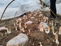 双台乡：羊肚菌丰收在望 绿色发展显成效