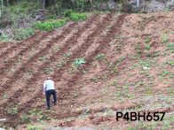 溢水镇：推进撂荒地整治工作