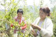 擂鼓镇：千亩连翘成为群众增收致富金“药”匙