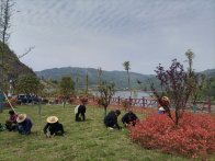 圣水湖管理局：湿地添新绿 除草养护忙
