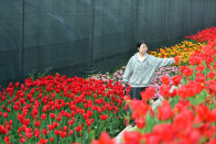 溢水镇何家湾：花香四溢引客来