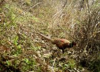 圣水湖国家湿地公园内发现“三有”野生动物环颈雉