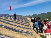 官渡镇：万亩烟叶移栽忙