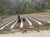 双台乡：“大豆+玉米”助力群众实现“一地双收”