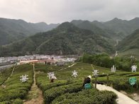 得茶园春色浓　采茶正当时