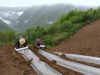 柳林乡抢抓“墒”机覆膜忙