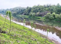 擂鼓镇：干群共植“同心林”  绿水青山显真情