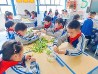 恒升小学：巧手剥豌豆  劳育润童心