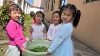 溢水镇伊丫幼儿园：开展户外实践劳动促以劳育美