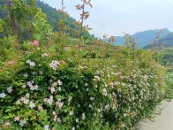 楼台乡：庭院花开绽新颜