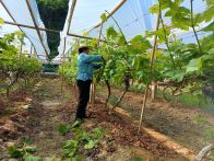 楼台乡：葡萄基地管护忙 疏果整枝促增收