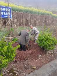 秦古镇：春风催新绿 植树正当时
