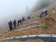 柳林乡：烤烟移栽如火如荼