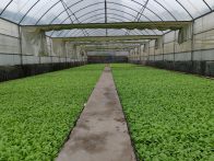 双台乡烟叶扩种 增收前景看涨