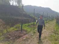 护绿增绿用绿　推动林长制全面见效