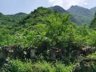 柳林乡：养蜂造就甜蜜生活