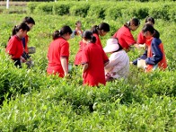 竹坪乡：劳动最光荣 美德润童心