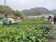 竹坪乡：生态茶园管护忙 振兴路上茶飘香