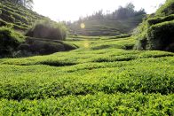 县农业农村局：开阔眼界、拓宽思路，共同谋划茶产业发展 