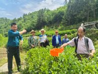 文峰乡：送“机”送“技”进茶园