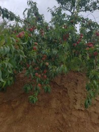 城关镇窑沟村：优化产业结构 助推乡村振兴