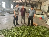 楼台乡：大叶茶生产如火如荼