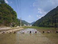 双台乡：初夏时节插秧忙  沃野良田披“绿装”