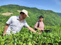 文峰乡滚子岭村：茶园管护 技艺先行