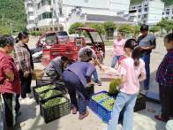 文峰乡：共富梅林 富民有方