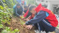 得胜镇：以劳为美淬心志 番茄种植乐趣多