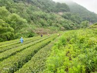 楼台乡：茶园管护忙 增收有保障
