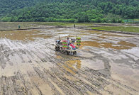 擂鼓镇：百亩“旱改水”项目效益初显