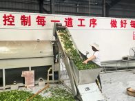 楼台乡：绿叶子拓宽群众致富路