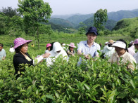 竹山职校把课堂开在茶山上