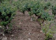 白玉垭林场：林下种养拓宽增收渠道